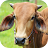 Cow Sounds icon