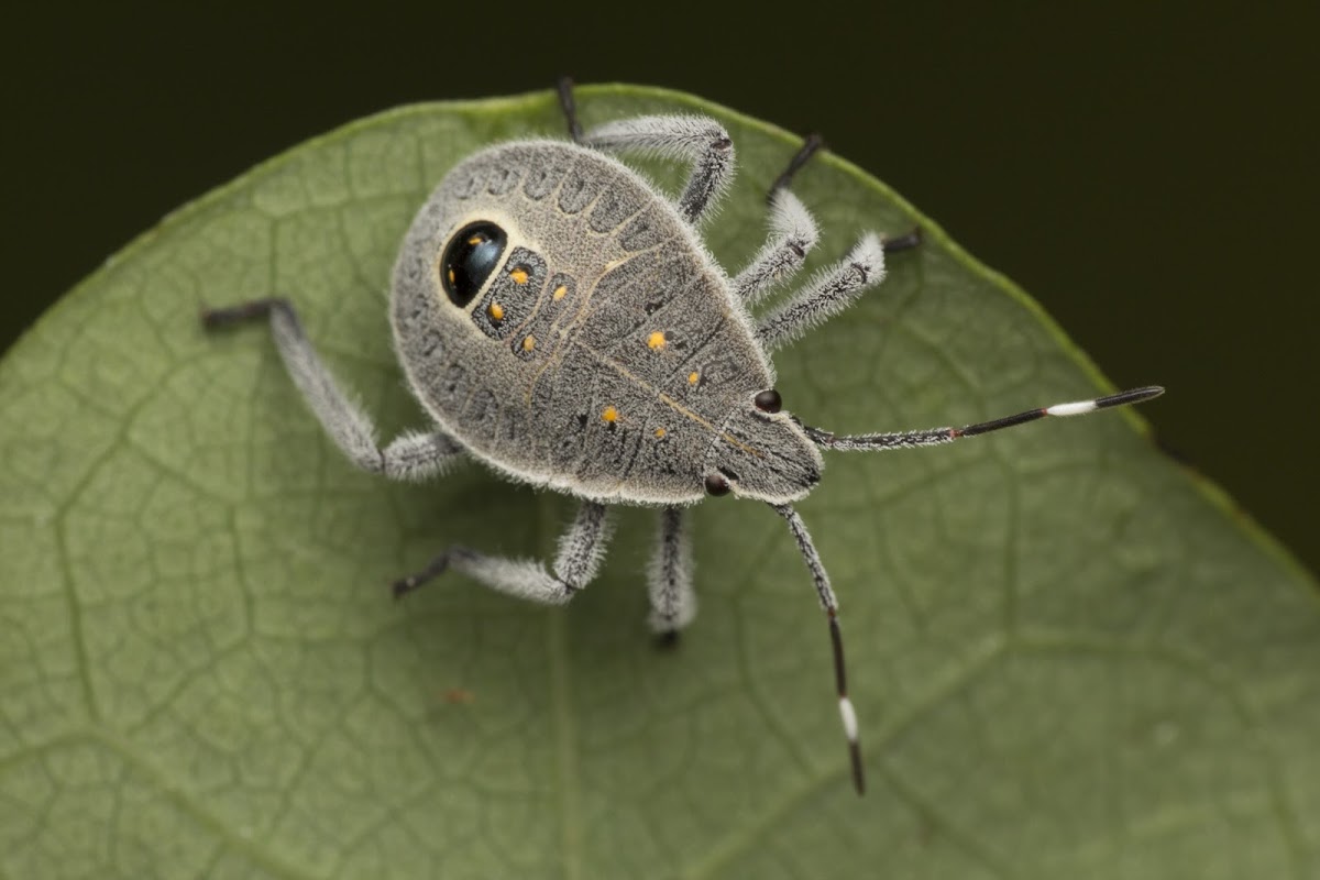 Shield Bug