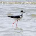 Black-necked Stilt