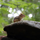 Eastern Chipmunk