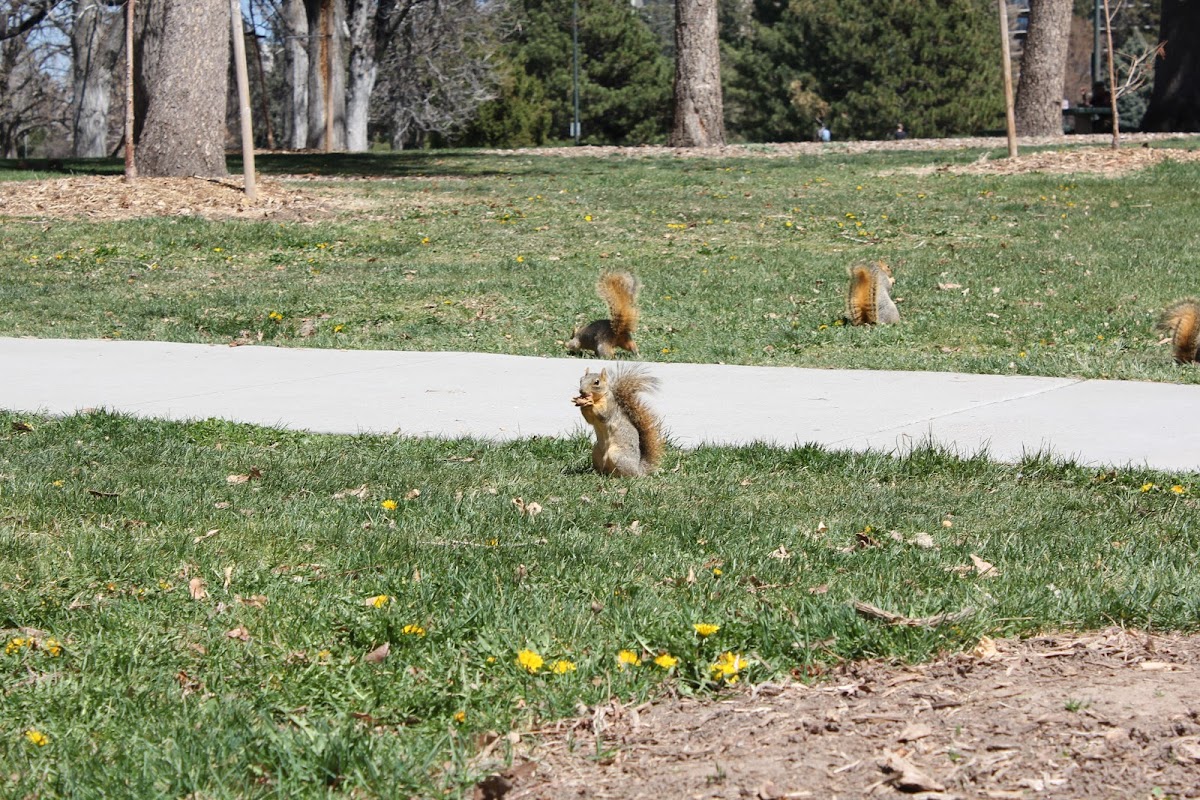 Fox Squirrel