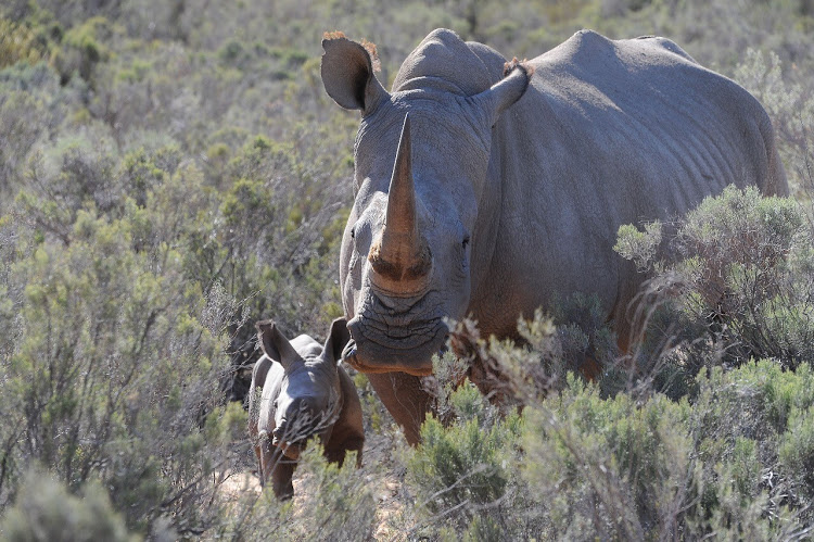 White rhino