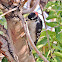 Downy woodpecker