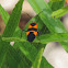 Milkweed Bug