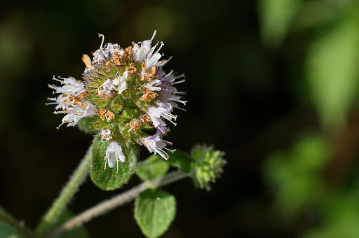 Mentha aquatica