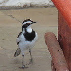 African Pied Wagtail