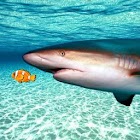 Real Shark Simulator 3D 1.1