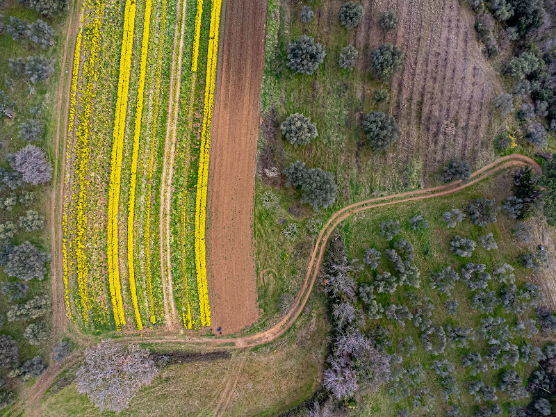 Cime di rapa in fiore di Alduccio