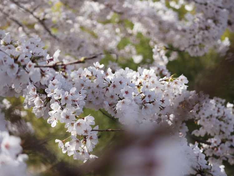 ムーヴキャンバスの桜コラボ・4月もよろしくお願い致します🌸・中津川・キャンバスコラボに関するカスタム事例の投稿画像6枚目