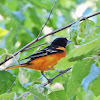 Baltimore Oriole