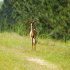 White-tailed Deer