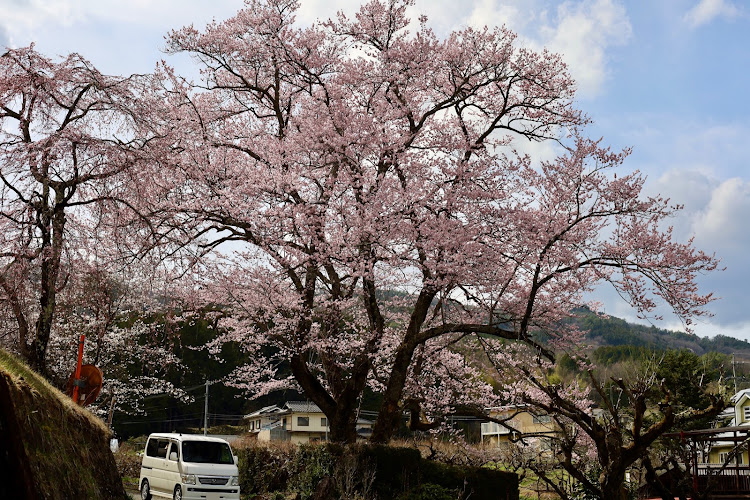 バモスのサクラと愛車・南信州の桜🌸に関するカスタム事例の投稿画像4枚目