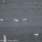 Mediterranean Gull; Gaviota Cabicinegra