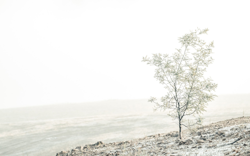 Lonely tree