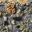 Jumping spider on a lichen field