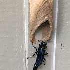 Organ pipe mud dauber