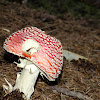 Fly amanita