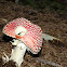 Fly amanita