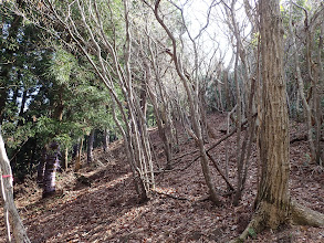 この辺りから踏み跡不鮮明に