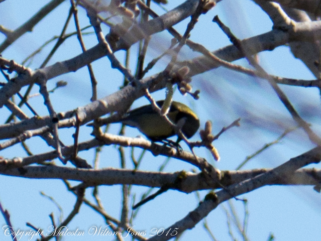 Great Tit; Carbonero Común