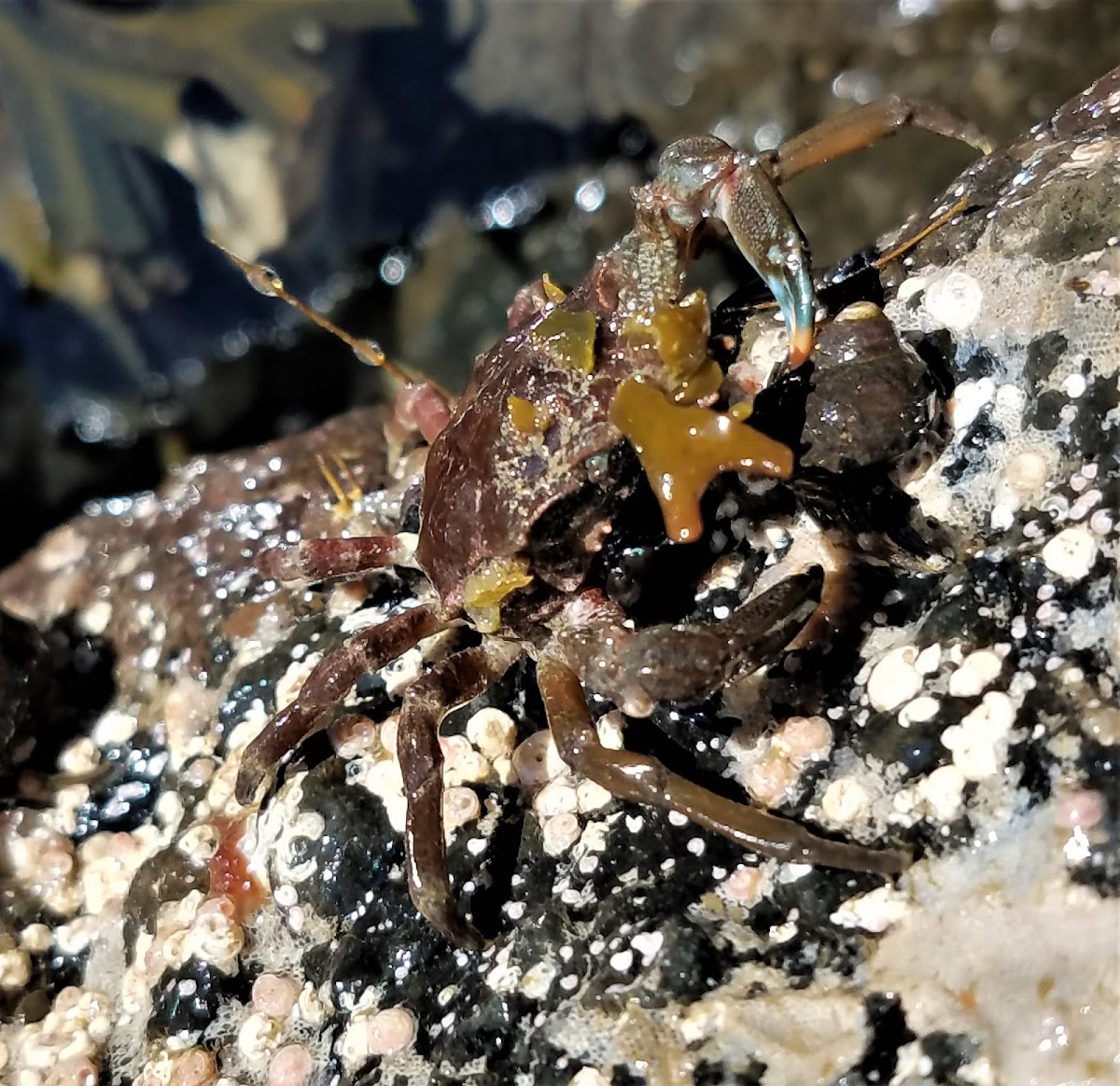 Graceful decorator crab