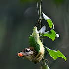 White-cheeked Barbet