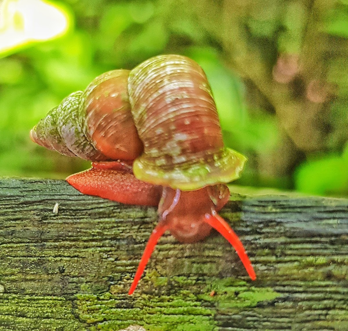 Snail