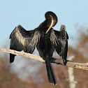 Anhinga