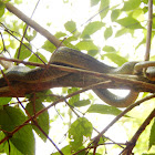 Japanese Four-Lined Ratsnake