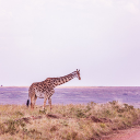 giraffe standing on the grass