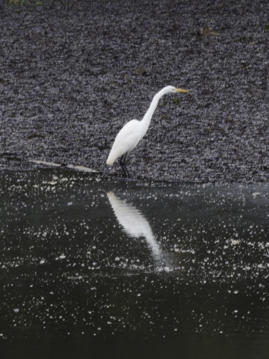 Great White Egret