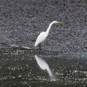 Great White Egret