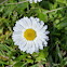 English daisy