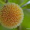 kadam, कदम्ब , Common Bur-flower Tree Or Wild Cinchona