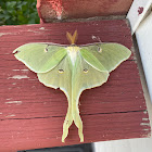 Actias Luna