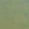 Atlantic needlefish