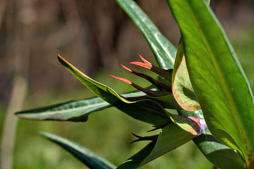 Euphorbia lathyris