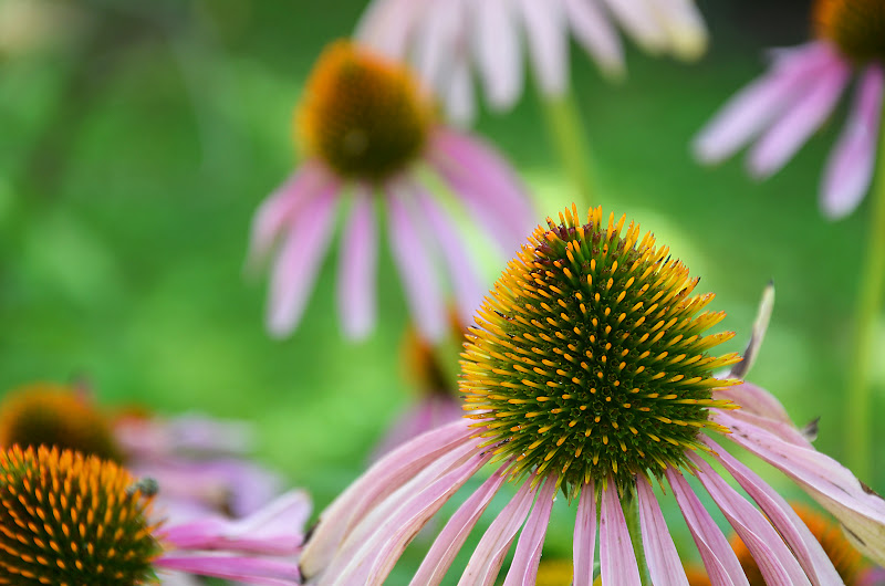 Echinacea purpurea di nicoletta lindor