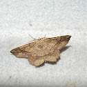 Geometer moth