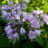 Virginia Waterleaf