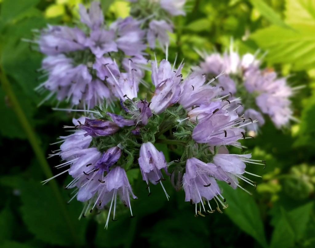 Virginia Waterleaf