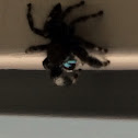 Bold Jumping Spider