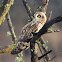 Short-eared owl