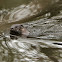 North American River Otter