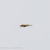 Bee-eater; Abejaruco