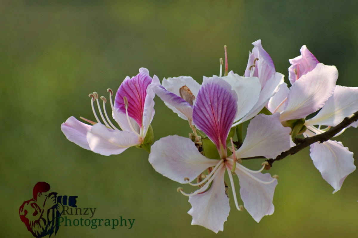 Orchid Tree