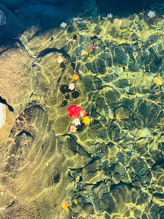 エリーゼのロータス・ポルシェ・伊勢志摩・オリックスに関するカスタム事例の投稿画像8枚目