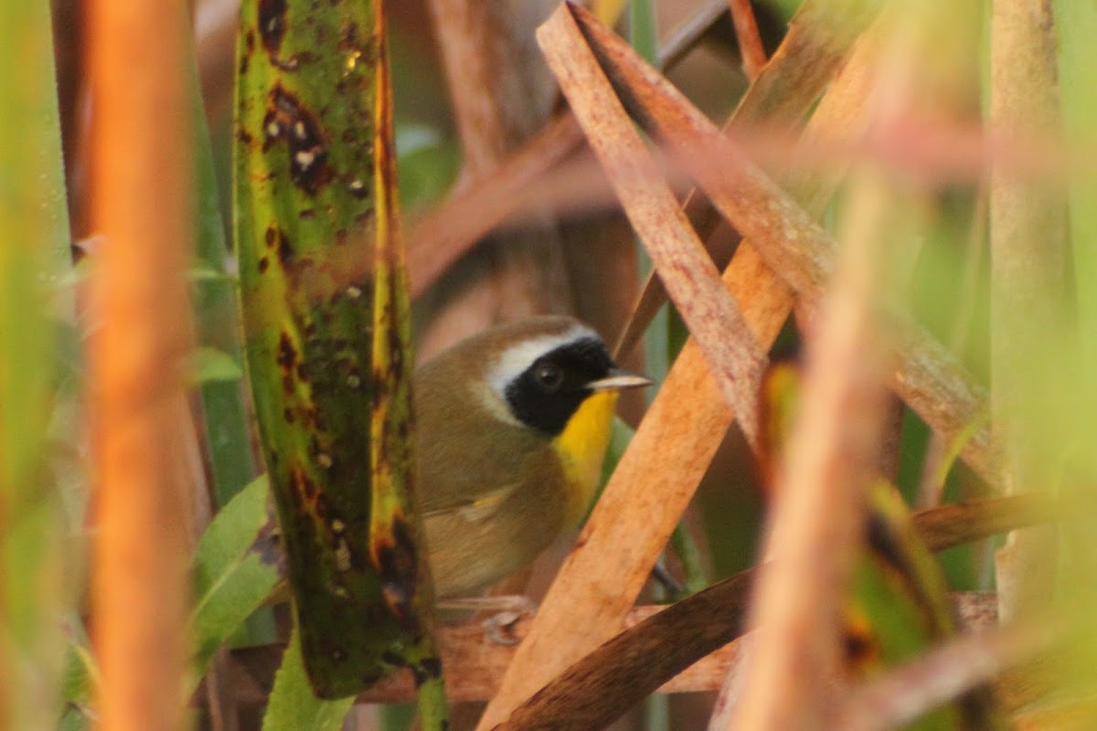 Common Yellowthroat - male