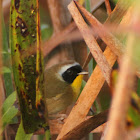 Common Yellowthroat - male