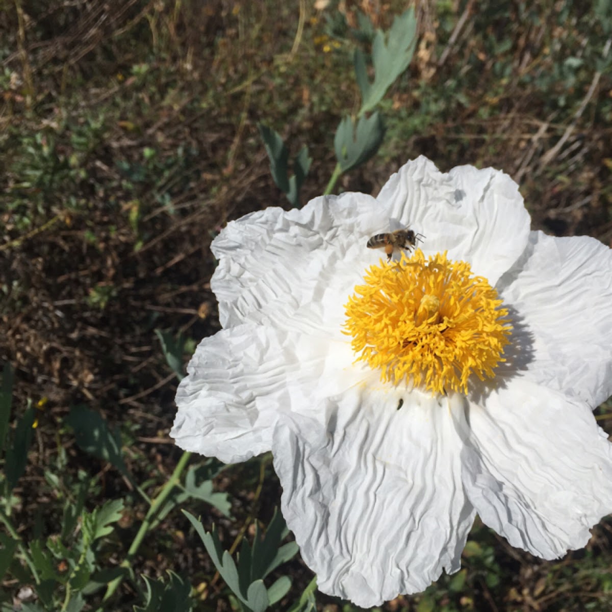 Fried Egg Flower (Matilija Poppy)